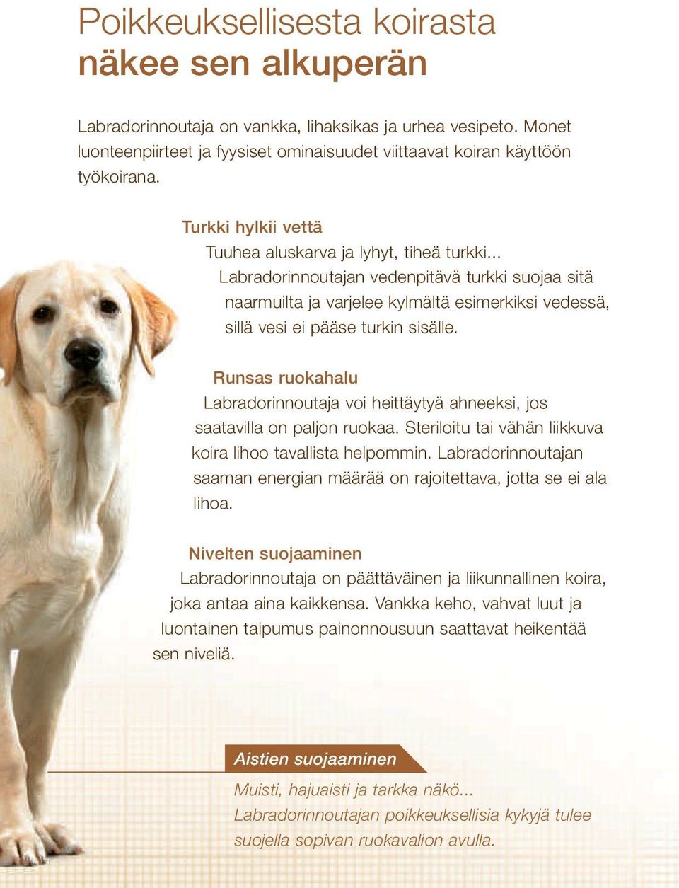 Runsas ruokahalu Labradorinnoutaja voi heittäytyä ahneeksi, jos saatavilla on paljon ruokaa. Steriloitu tai vähän liikkuva koira lihoo tavallista helpommin.