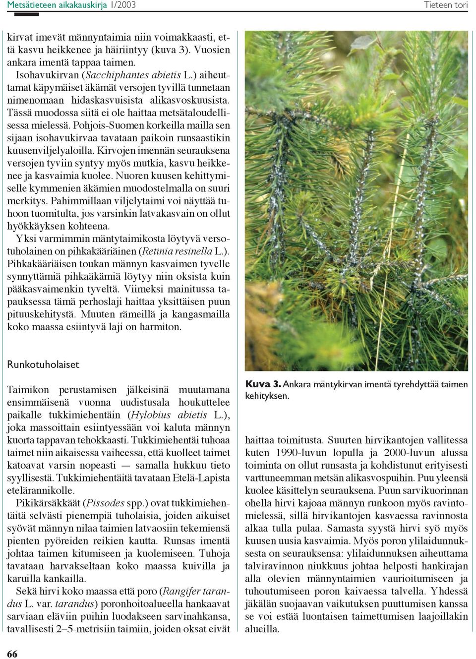Tässä muodossa siitä ei ole haittaa metsätaloudellisessa mielessä. Pohjois-Suomen korkeilla mailla sen sijaan isohavukirvaa tavataan paikoin runsaastikin kuusenviljelyaloilla.