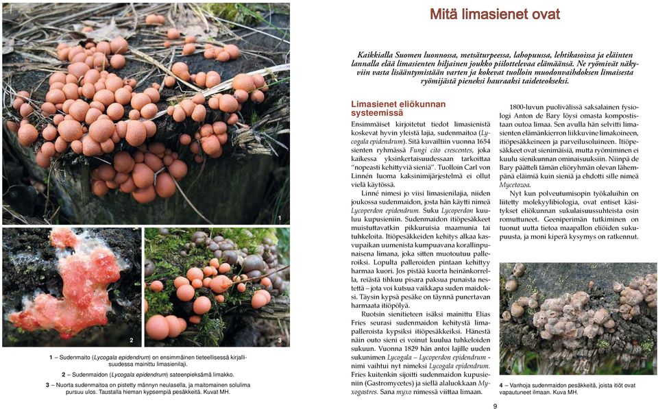 2 1 Sudenmaito (Lycogala epidendrum) on ensimmäinen tieteellisessä kirjallisuudessa mainittu limasienilaji. 2 Sudenmaidon (Lycogala epidendrum) sateenpieksämä limakko.