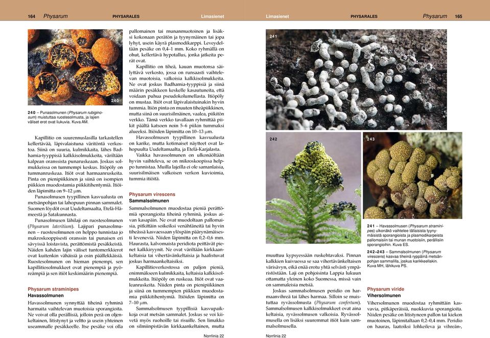 Siinä on suuria, kulmikkaita, lähes Badhamia-tyyppisiä kalkkisolmukkeita, väriltään kalpean oranssista punaruskeaan. Joskus solmukkeissa on tummempi keskus. Itiöpöly on tummanruskeaa.