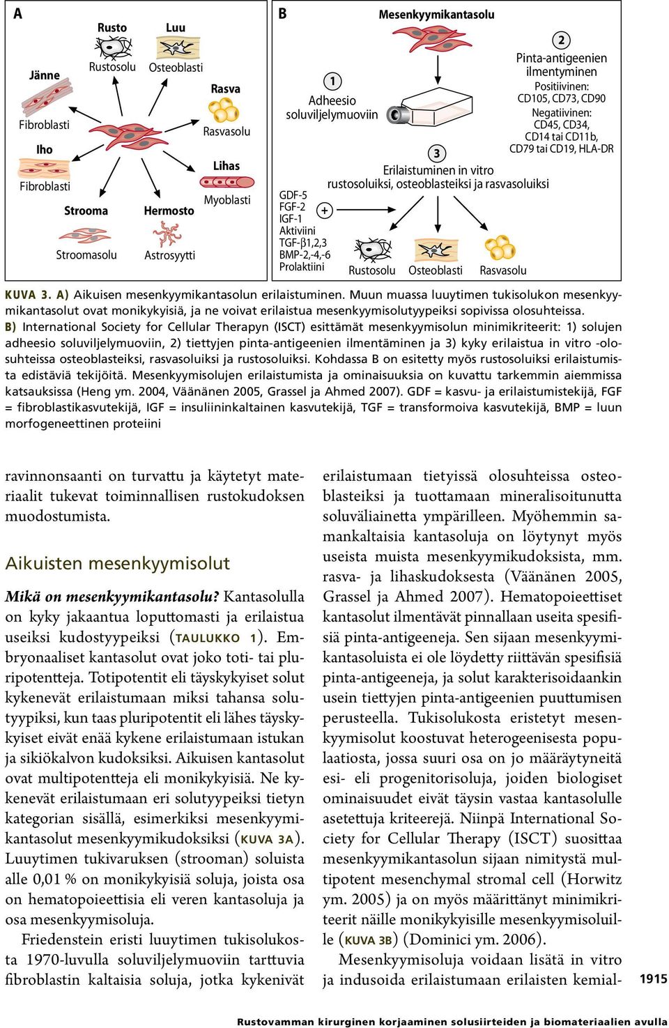 erilaistua in vitro olosuhteissa osteoblasteiksi, rasvasoluiksi ja rustosoluiksi. Kohdassa B on esitetty myös rustosoluiksi erilaistumista edistäviä tekijöitä.