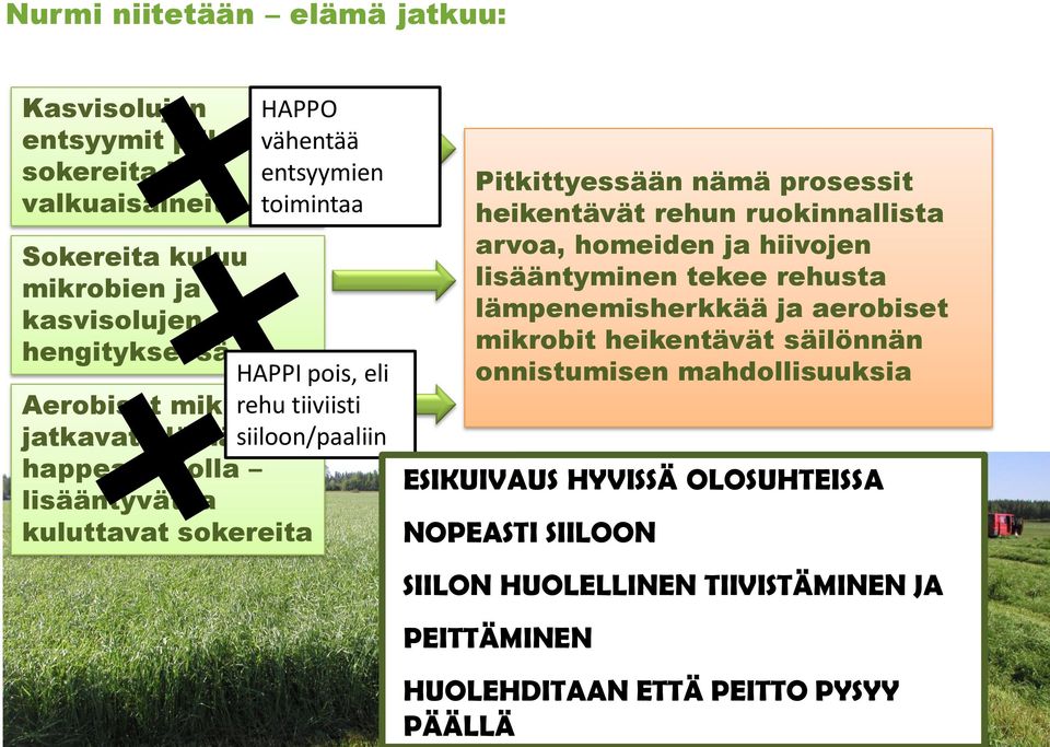 Pitkittyessään nämä prosessit heikentävät rehun ruokinnallista arvoa, homeiden ja hiivojen lisääntyminen tekee rehusta lämpenemisherkkää ja aerobiset mikrobit