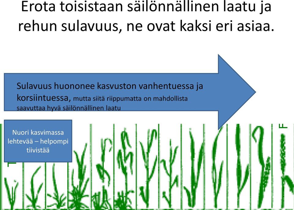 Sulavuus huononee kasvuston vanhentuessa ja korsiintuessa, mutta