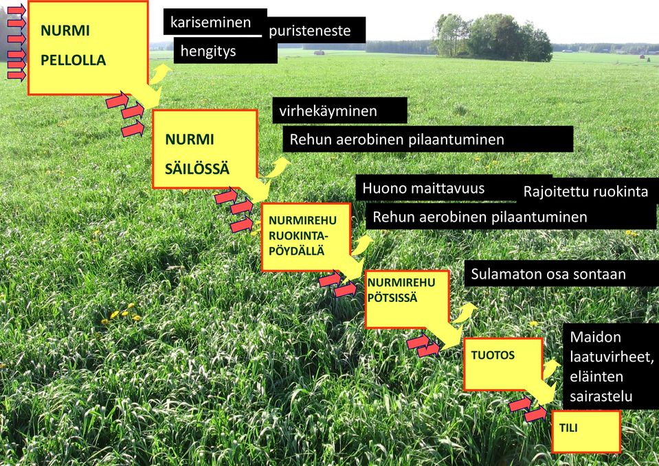 RUOKINTAPÖYDÄLLÄ Rajoitettu ruokinta Rehun aerobinen pilaantuminen