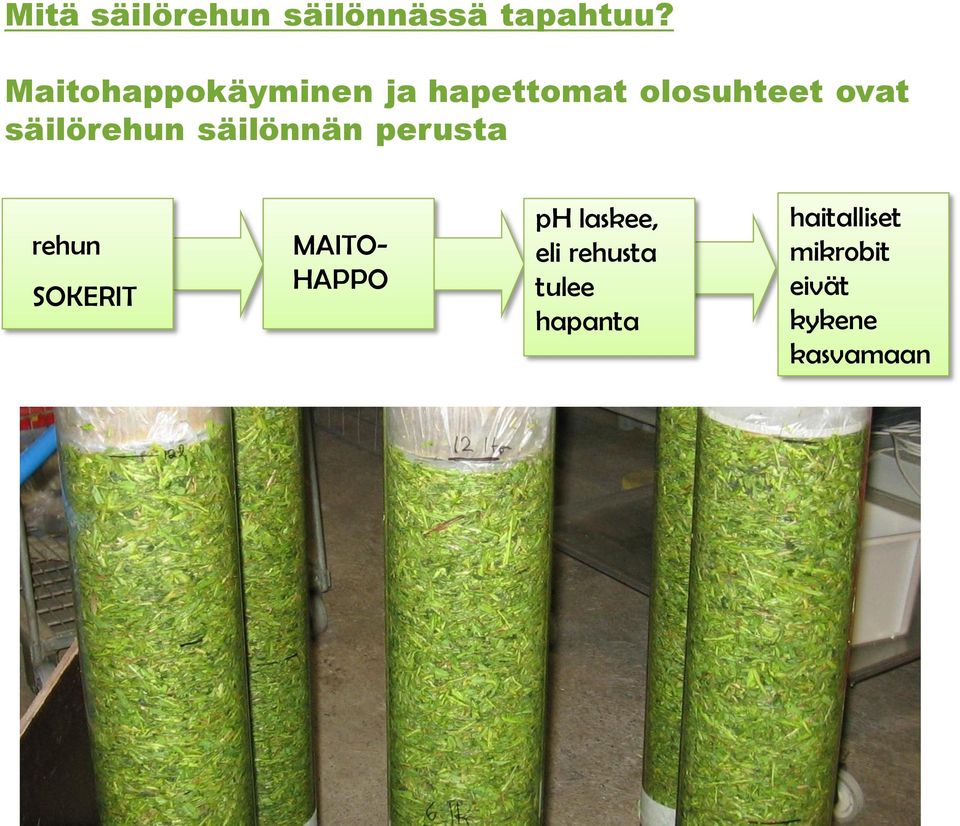 säilörehun säilönnän perusta rehun SOKERIT MAITO- HAPPO