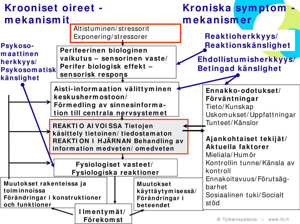 REAKTION I HJÄRNAN Behandling av information medveten/omedveten Fysiologiset vasteet/ Fysiologiska reaktioner Muutokset rakenteissa ja toiminnoissa Förändringar i konstruktioner och funktioner