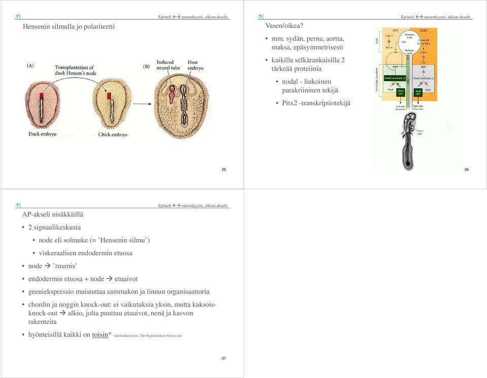 26 AP-akseli nisäkkäillä 2 signaalikeskusta node eli solmuke (= Hensenin silmu ) viskeraalisen endodermin etuosa node ruumis endodermin etuosa + node etuaivot