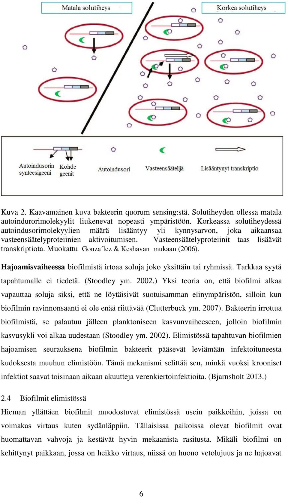 Muokattu Gonza lez & Keshavan mukaan (2006). Hajoamisvaiheessa biofilmistä irtoaa soluja joko yksittäin tai ryhmissä. Tarkkaa syytä tapahtumalle ei tiedetä. (Stoodley ym. 2002.