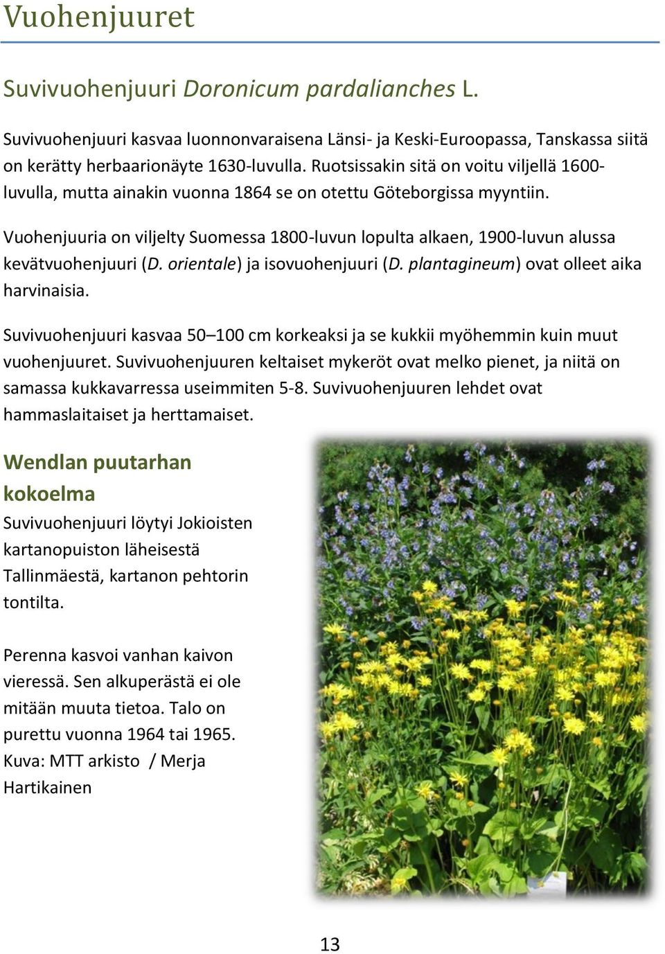 Vuohenjuuria on viljelty Suomessa 1800-luvun lopulta alkaen, 1900-luvun alussa kevätvuohenjuuri (D. orientale) ja isovuohenjuuri (D. plantagineum) ovat olleet aika harvinaisia.