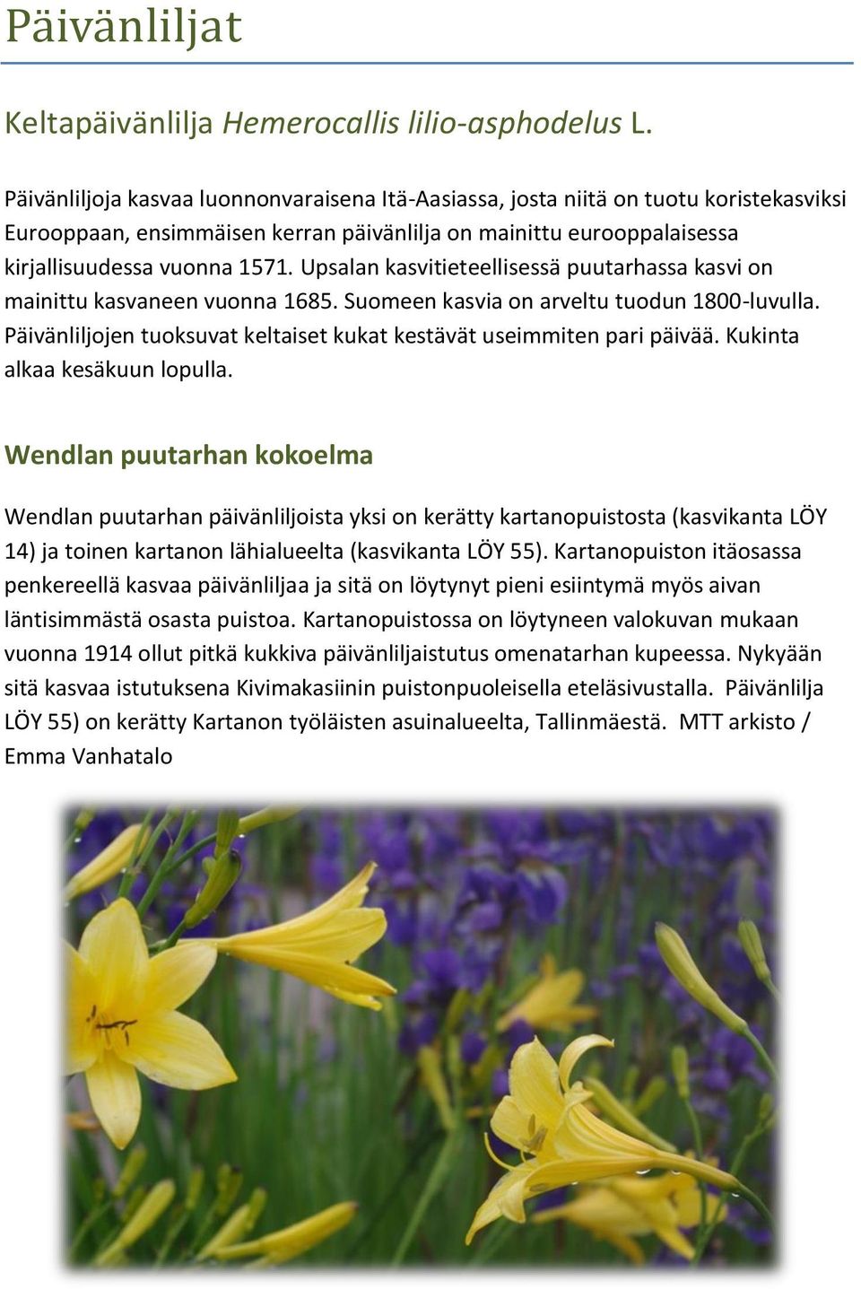 Upsalan kasvitieteellisessä puutarhassa kasvi on mainittu kasvaneen vuonna 1685. Suomeen kasvia on arveltu tuodun 1800-luvulla.