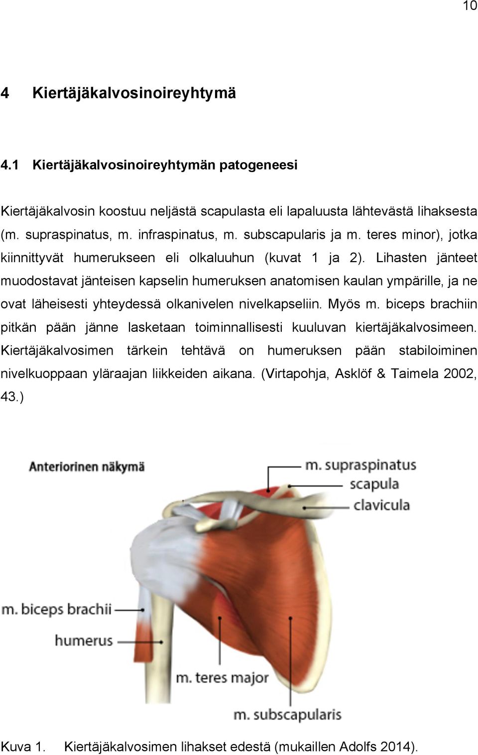 Lihasten jänteet muodostavat jänteisen kapselin humeruksen anatomisen kaulan ympärille, ja ne ovat läheisesti yhteydessä olkanivelen nivelkapseliin. Myös m.