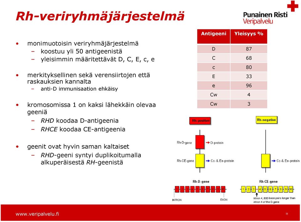 kromosomissa 1 on kaksi lähekkäin olevaa geeniä RHD koodaa D-antigeenia RHCE koodaa CE-antigeenia D 87 C 68 c 80 E 33 e