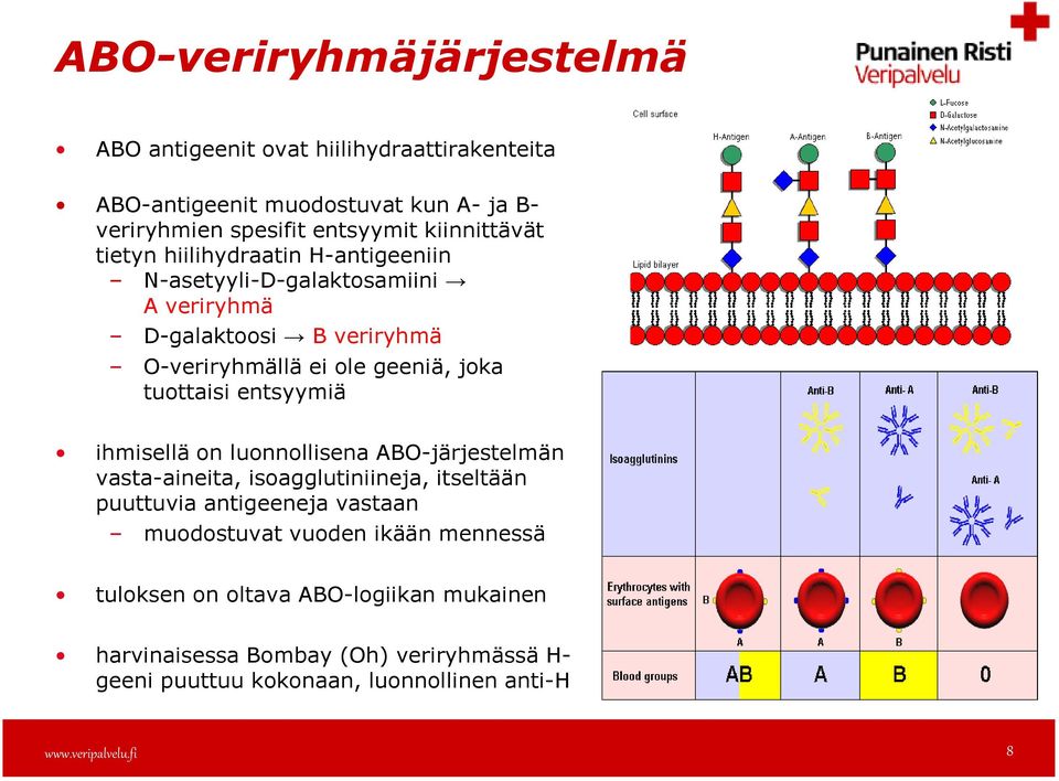 tuottaisi entsyymiä ihmisellä on luonnollisena ABO-järjestelmän vasta-aineita, isoagglutiniineja, itseltään puuttuvia antigeeneja vastaan