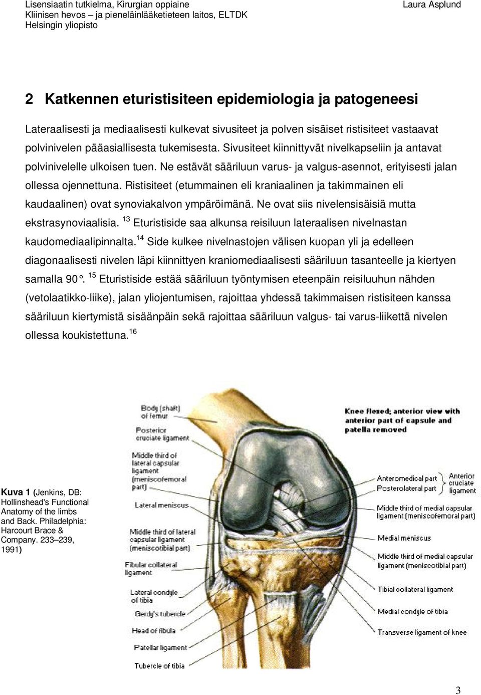 Ristisiteet (etummainen eli kraniaalinen ja takimmainen eli kaudaalinen) ovat synoviakalvon ympäröimänä. Ne ovat siis nivelensisäisiä mutta ekstrasynoviaalisia.