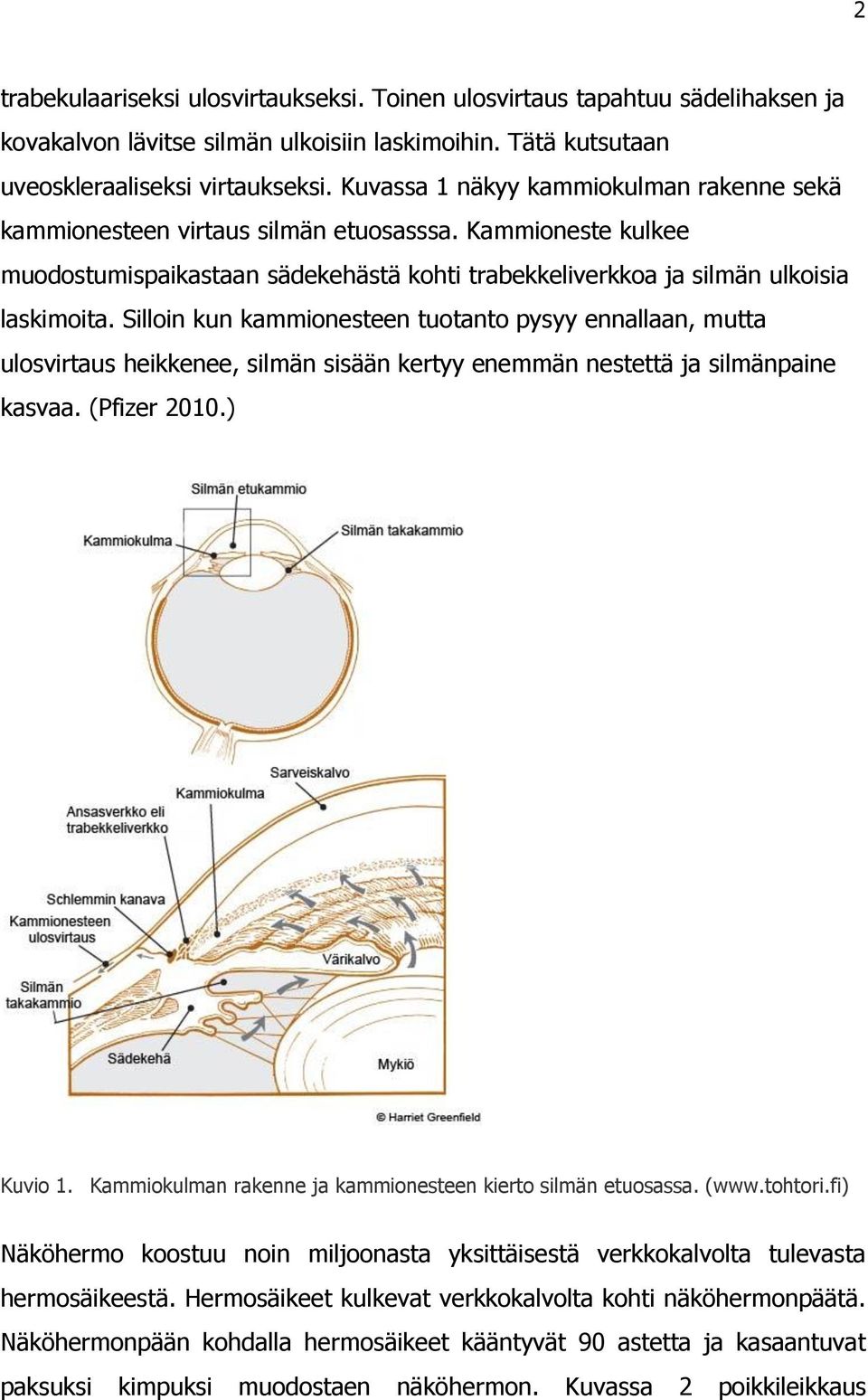 Silloin kun kammionesteen tuotanto pysyy ennallaan, mutta ulosvirtaus heikkenee, silmän sisään kertyy enemmän nestettä ja silmänpaine kasvaa. (Pfizer 2010.) Kuvio 1.