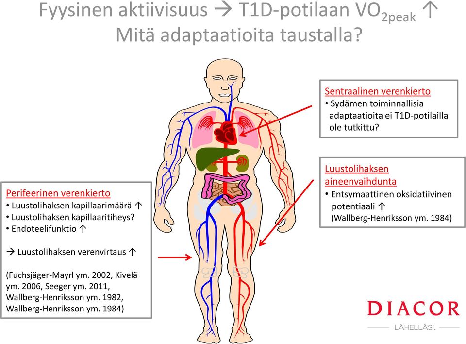 Perifeerinen verenkierto Luustolihaksen kapillaarimäärä Luustolihaksen kapillaaritiheys?