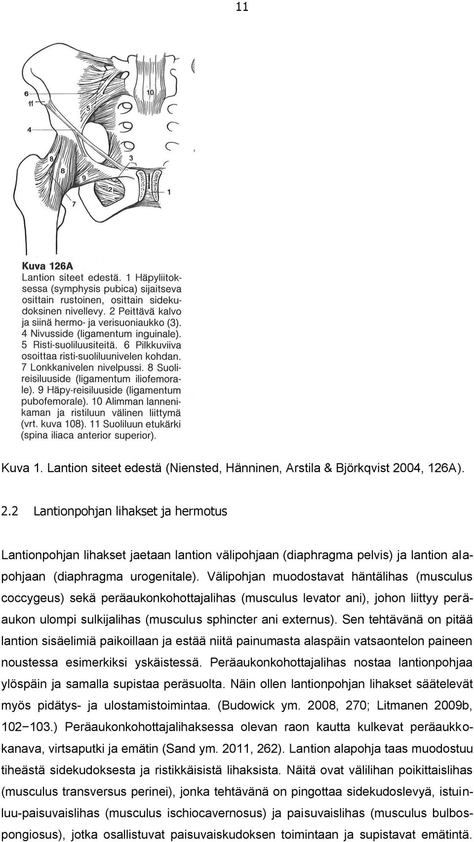 Välipohjan muodostavat häntälihas (musculus coccygeus) sekä peräaukonkohottajalihas (musculus levator ani), johon liittyy peräaukon ulompi sulkijalihas (musculus sphincter ani externus).