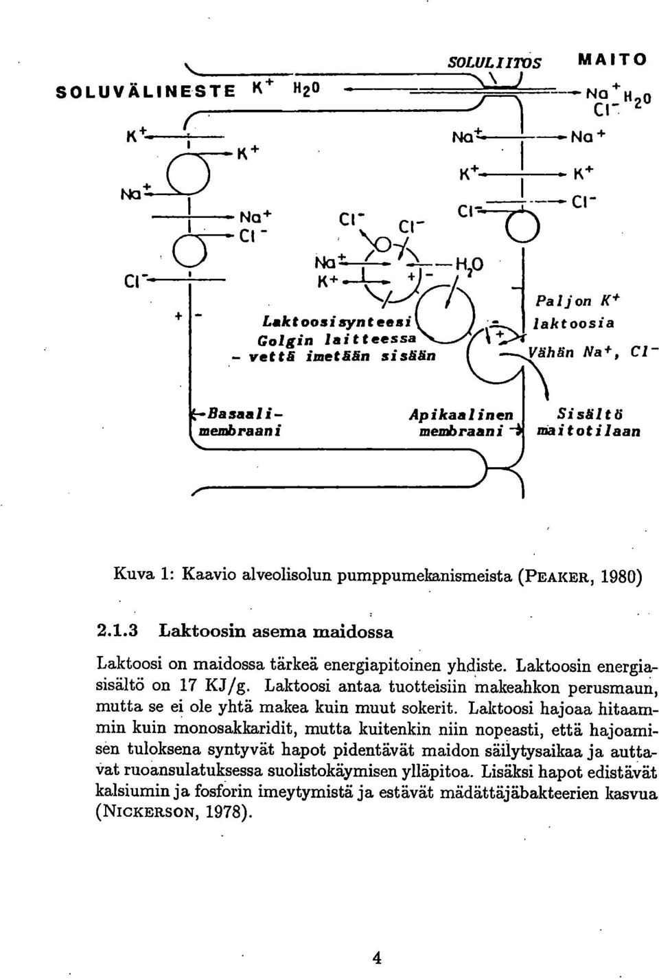 Laktoosin energiasisältö on 17 KJ/g. Laktoosi antaa tuotteisiin makeahkon perusmaun, mutta se ei ole yhtä makea kuin muut sokerit.