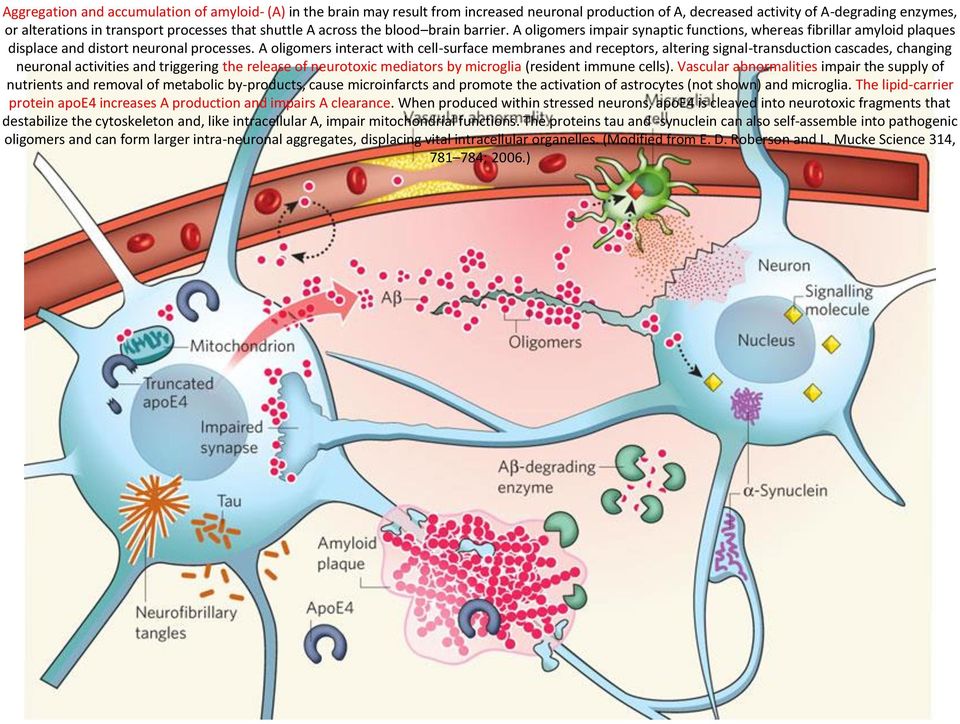 A oligomers interact with cell-surface membranes and receptors, altering signal-transduction cascades, changing neuronal activities and triggering the release of neurotoxic mediators by microglia