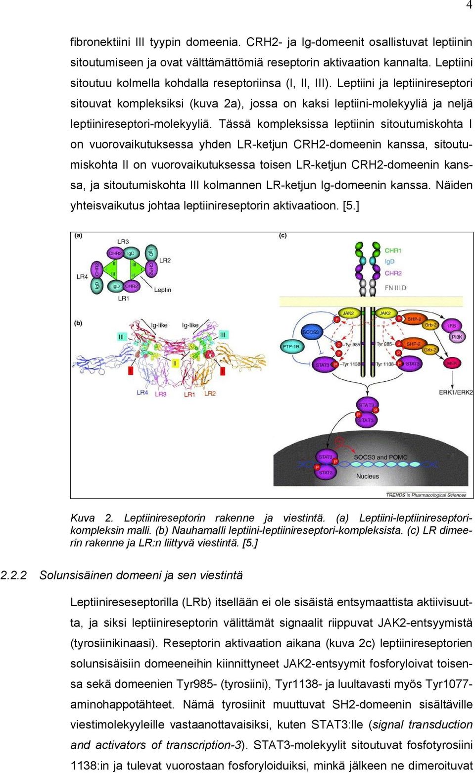 Tässä kompleksissa leptiinin sitoutumiskohta I on vuorovaikutuksessa yhden LR-ketjun CRH2-domeenin kanssa, sitoutumiskohta II on vuorovaikutuksessa toisen LR-ketjun CRH2-domeenin kanssa, ja