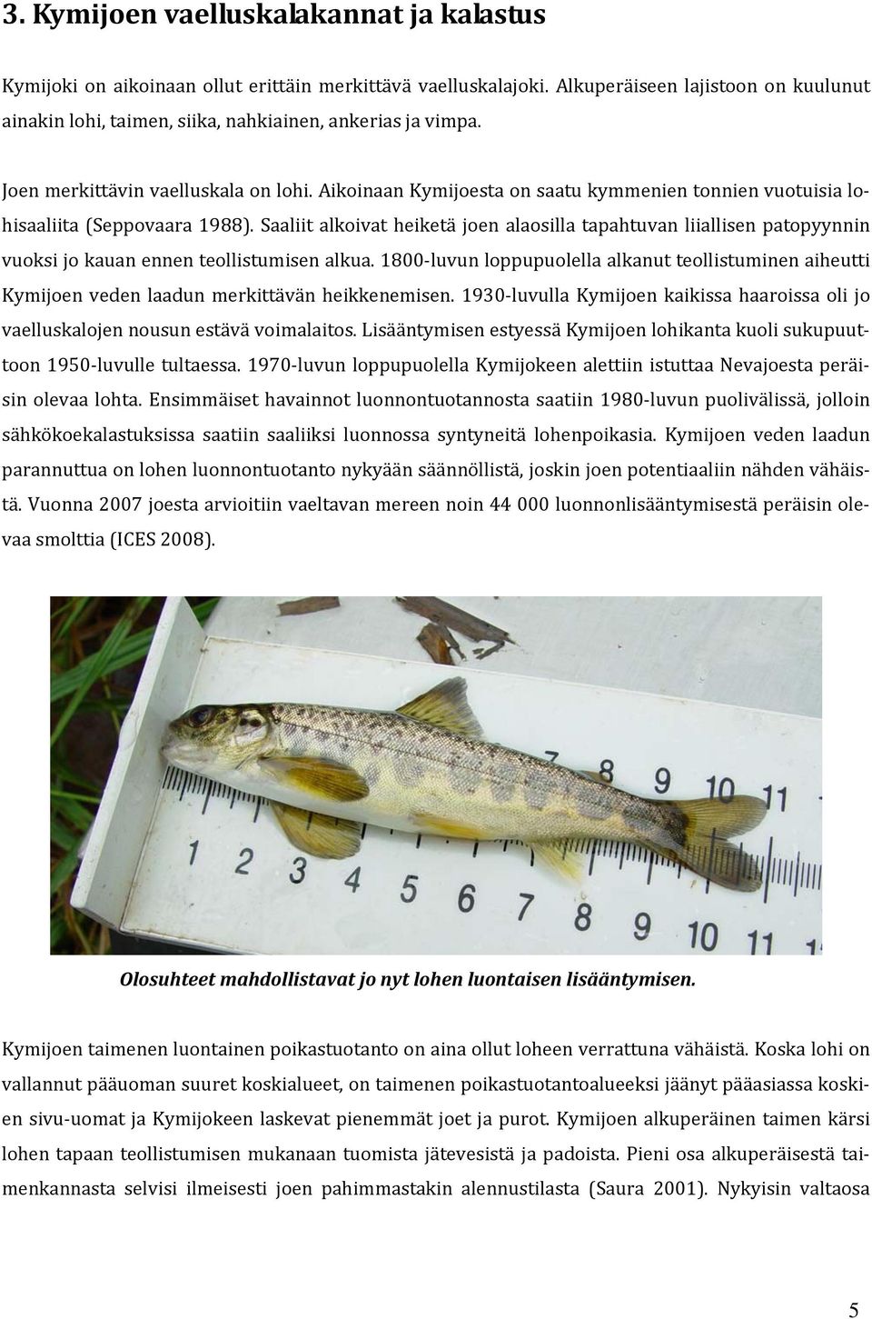 Aikoinaan Kymijoesta on saatu kymmenien tonnien vuotuisia lohisaaliita (Seppovaara 1988).