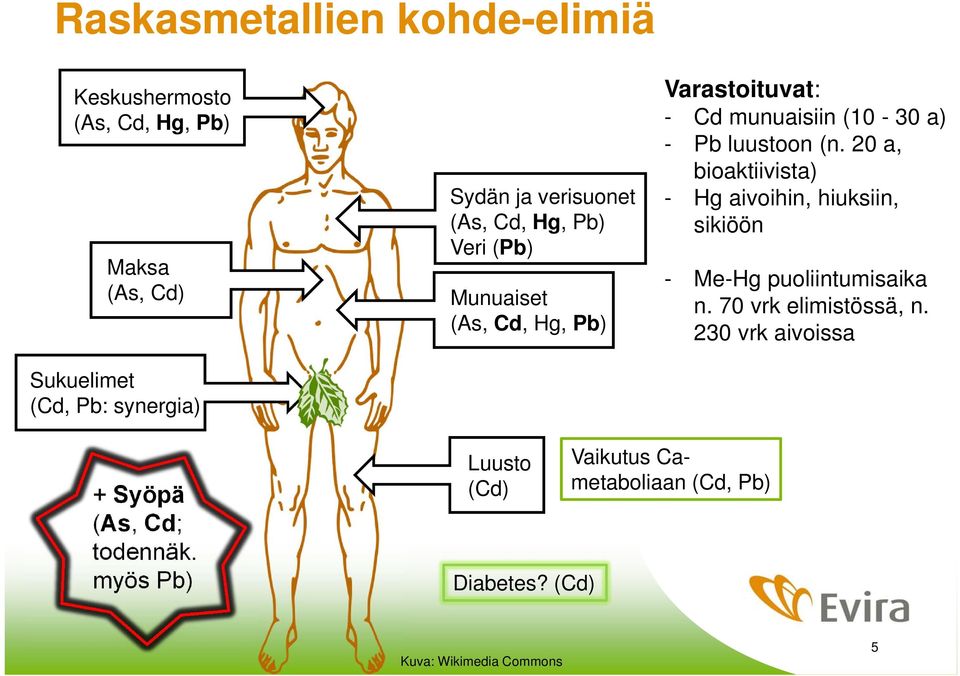 (n. 20 a, bioaktiivista) - Hg aivoihin, hiuksiin, sikiöön - Me-Hg puoliintumisaika n. 70 vrk elimistössä, n.