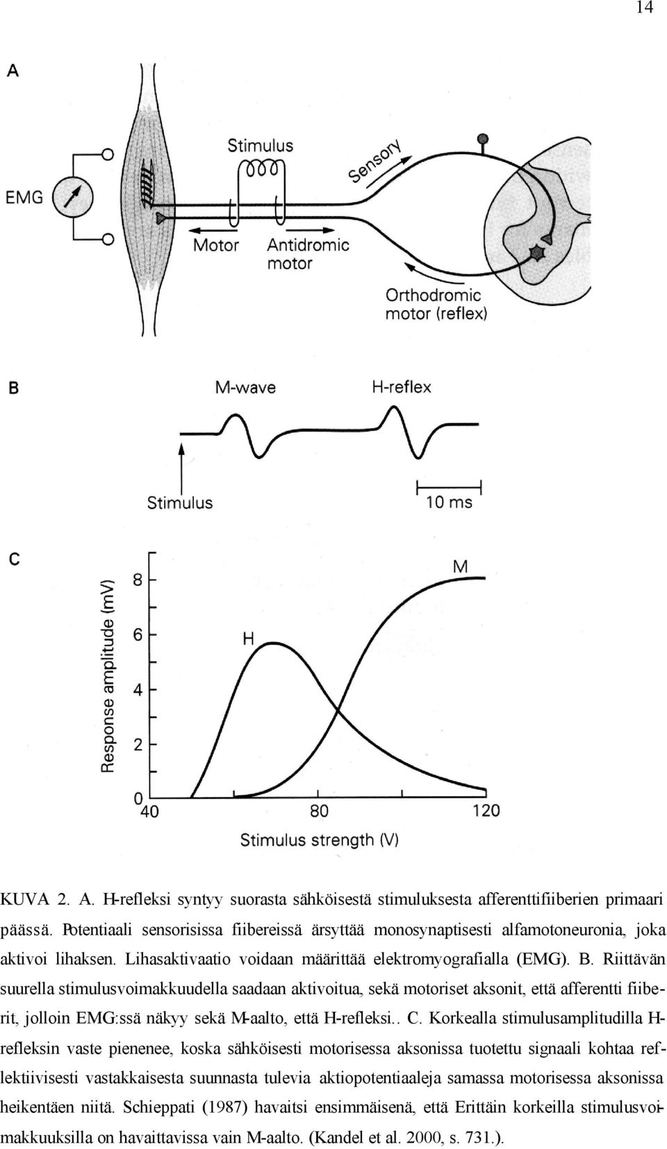 Riittävän suurella stimulusvoimakkuudella saadaan aktivoitua, sekä motoriset aksonit, että afferentti fiiberit, jolloin EMG:ssä näkyy sekä M-aalto, että H-refleksi.. C.