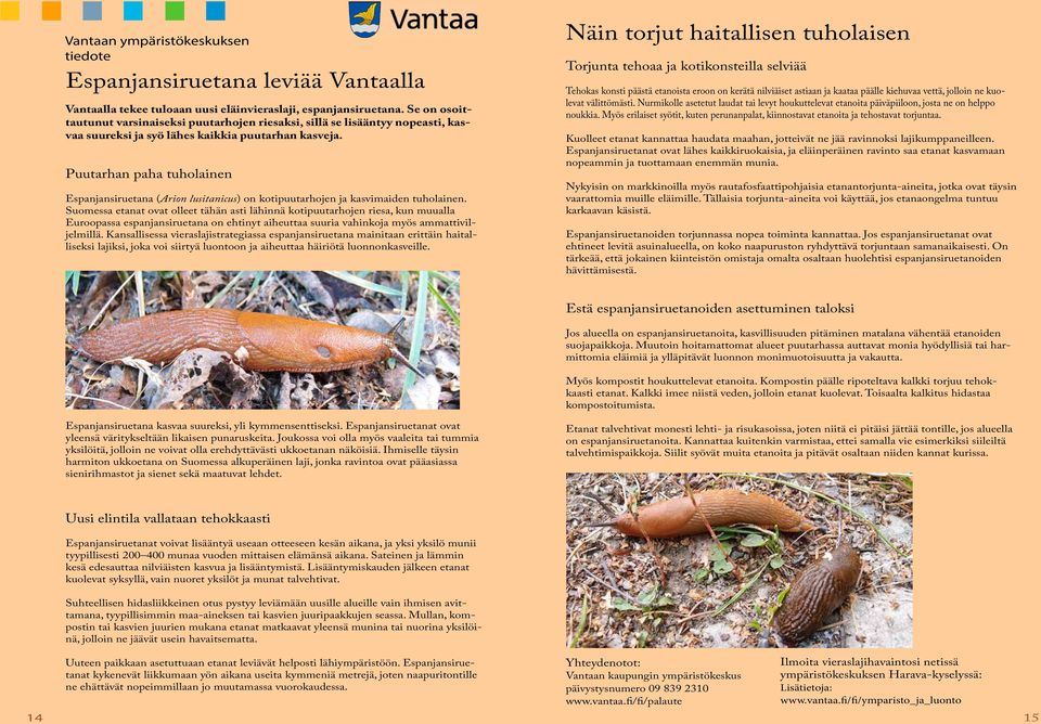 Puutarhan paha tuholainen Espanjansiruetana (Arion lusitanicus) on kotipuutarhojen ja kasvimaiden tuholainen.