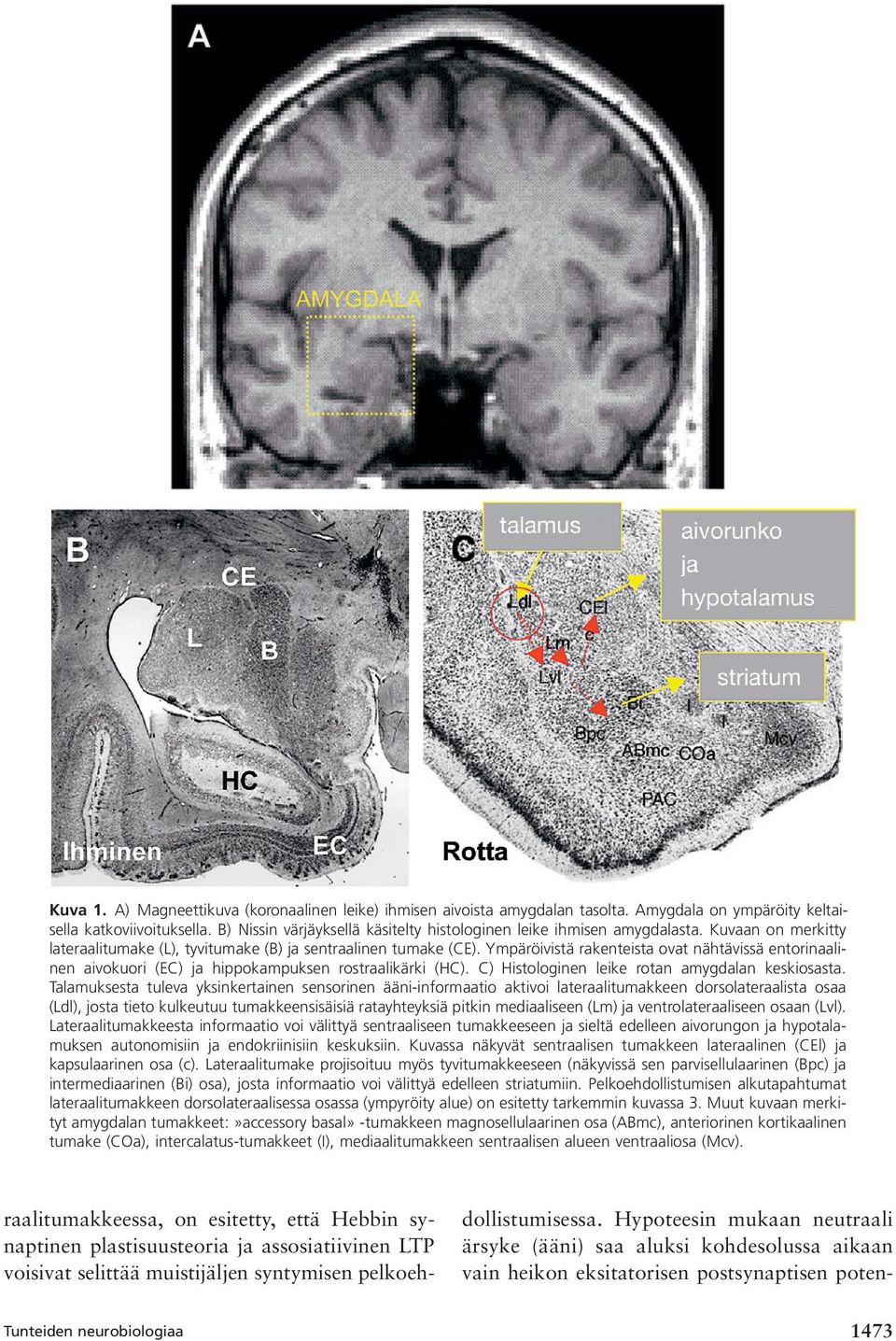 Ympäröivistä rakenteista ovat nähtävissä entorinaalinen aivokuori (EC) ja hippokampuksen rostraalikärki (HC). C) Histologinen leike rotan amygdalan keskiosasta.