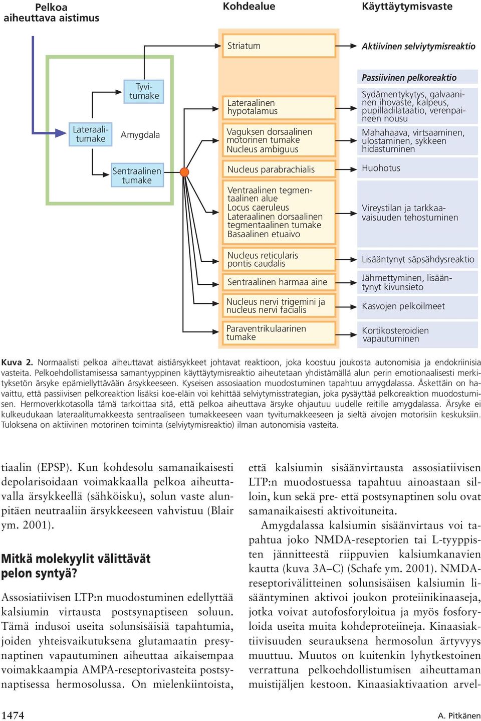 tumake Nucleus parabrachialis Ventraalinen tegmentaalinen alue Locus caeruleus Lateraalinen dorsaalinen tegmentaalinen tumake Basaalinen etuaivo Huohotus Vireystilan ja tarkkaavaisuuden tehostuminen