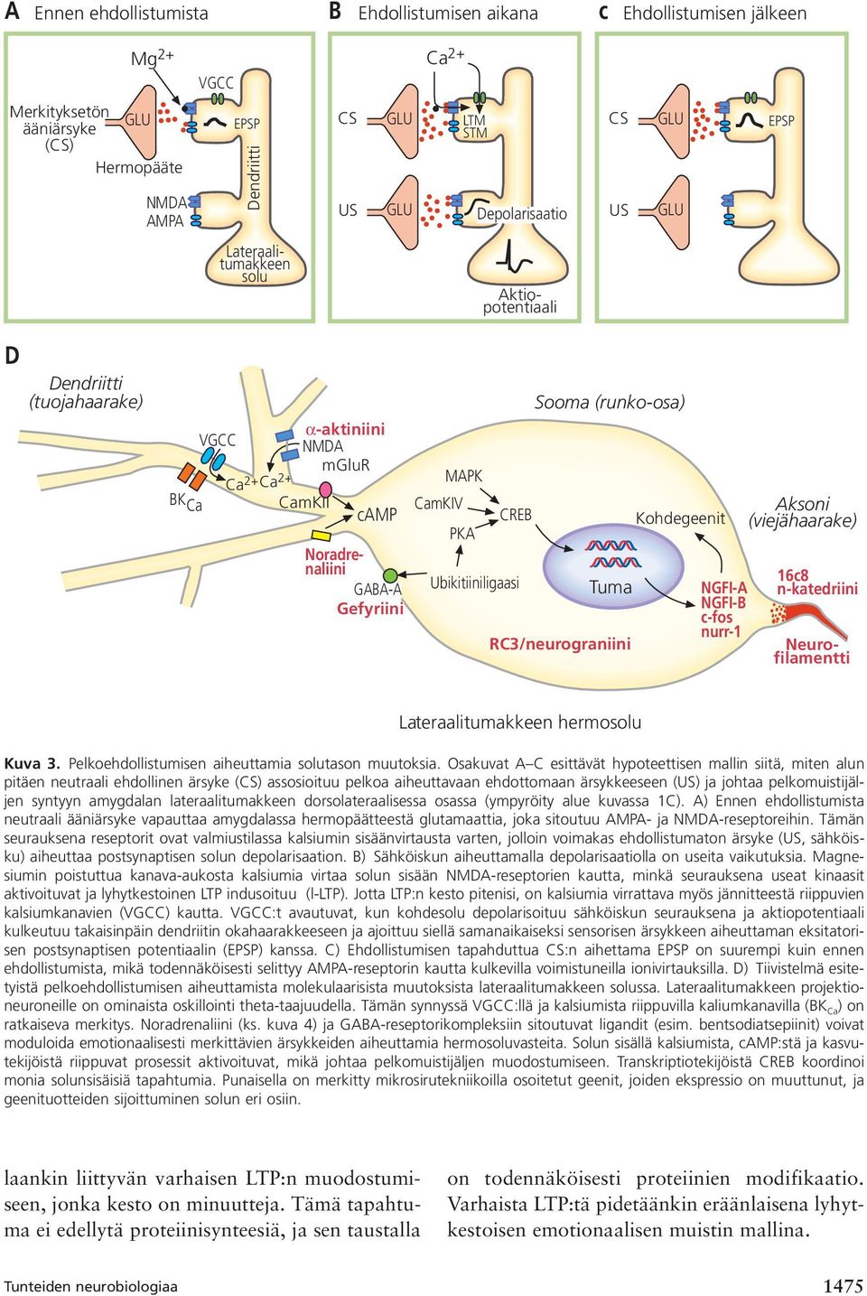 (runko-osa) Tuma RC3/neurograniini Kohdegeenit NGFI-A NGFI-B c-fos nurr-1 Aksoni (viejähaarake) 16c8 n-katedriini Noradrenaliini Neurofilamentti Lateraalitumakkeen hermosolu Kuva 3.