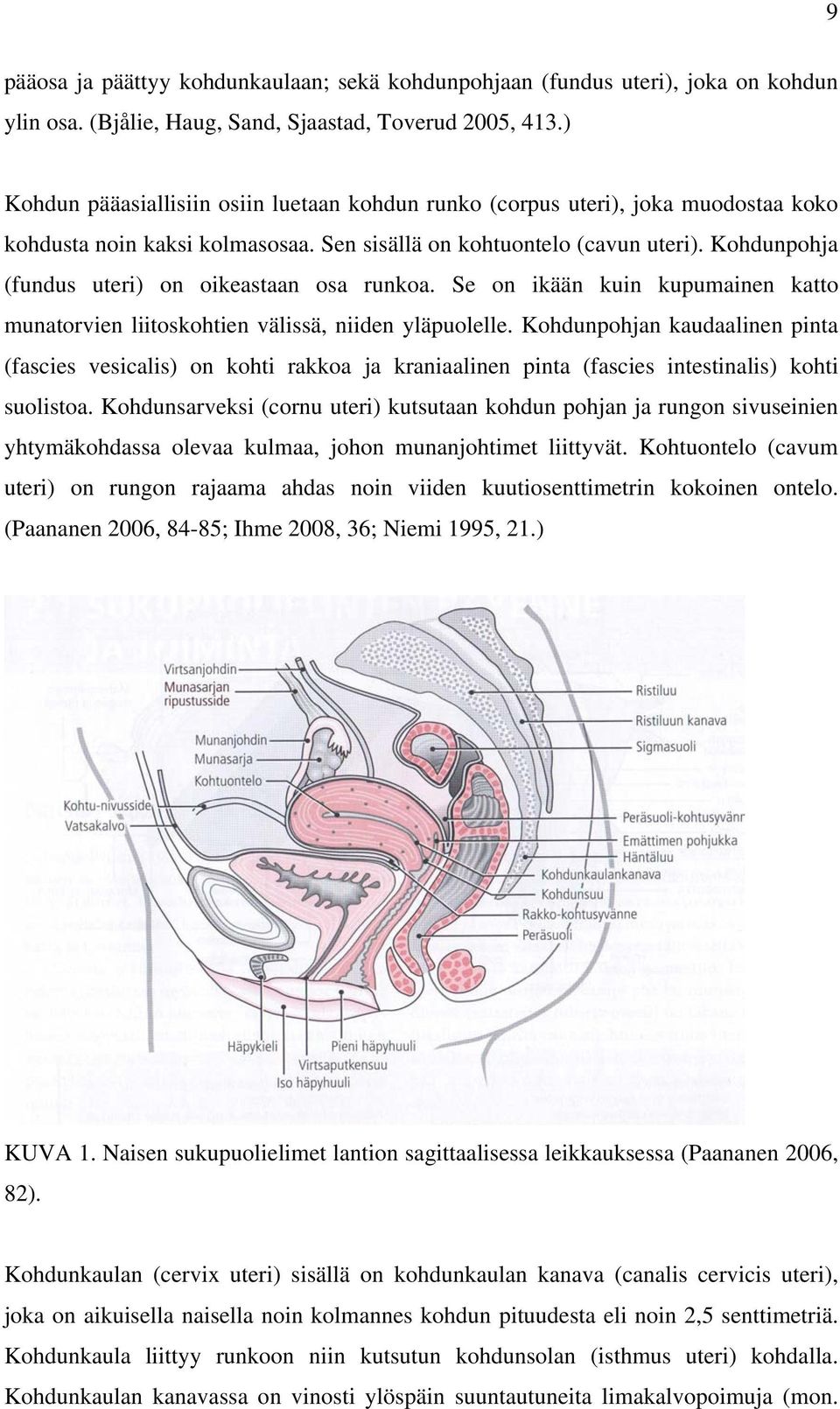 Kohdunpohja (fundus uteri) on oikeastaan osa runkoa. Se on ikään kuin kupumainen katto munatorvien liitoskohtien välissä, niiden yläpuolelle.