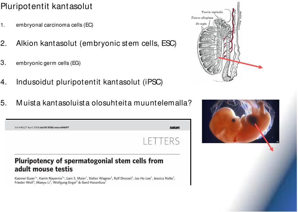 Alkion kantasolut (embryonic stem cells, ESC) 3.