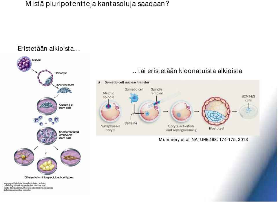 . tai eristetään kloonatuista