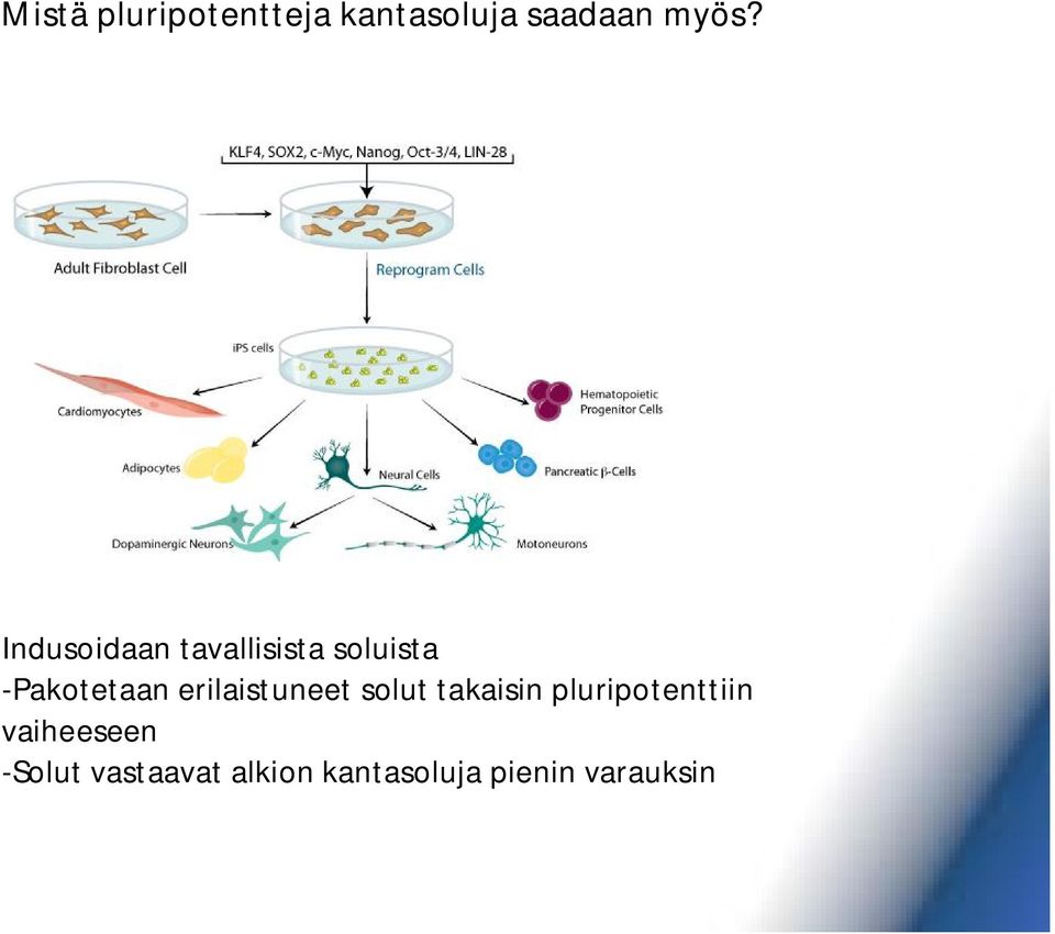 erilaistuneet solut takaisin pluripotenttiin