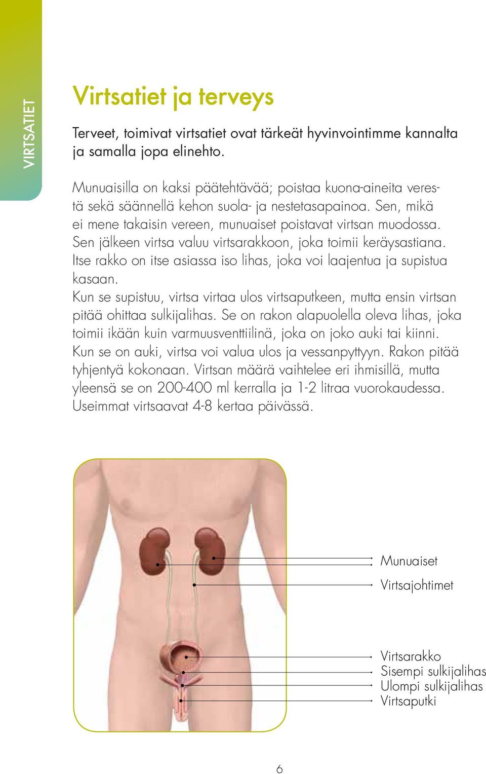 Sen jälkeen virtsa valuu virtsarakkoon, joka toimii keräysastiana. Itse rakko on itse asiassa iso lihas, joka voi laajentua ja supistua kasaan.