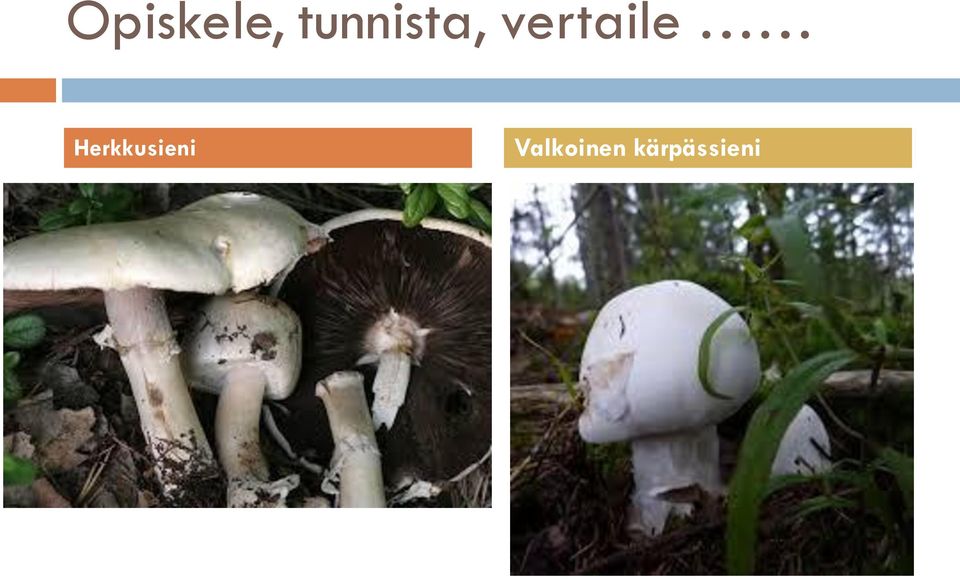 vertaile