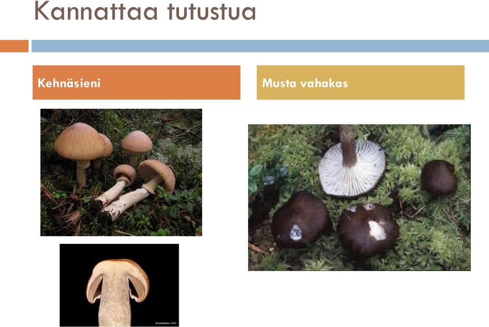 Kehnäsieni