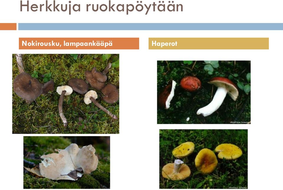 Nokirousku,