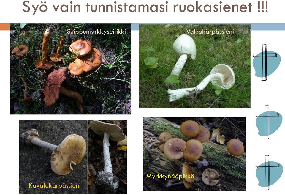 !! Suippumyrkkyseitikki