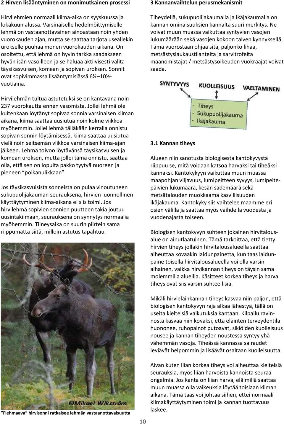 On osoitettu, että lehmä on hyvin tarkka saadakseen hyvän isän vasoilleen ja se haluaa aktiivisesti valita täysikasvuisen, komean ja sopivan uroksen.