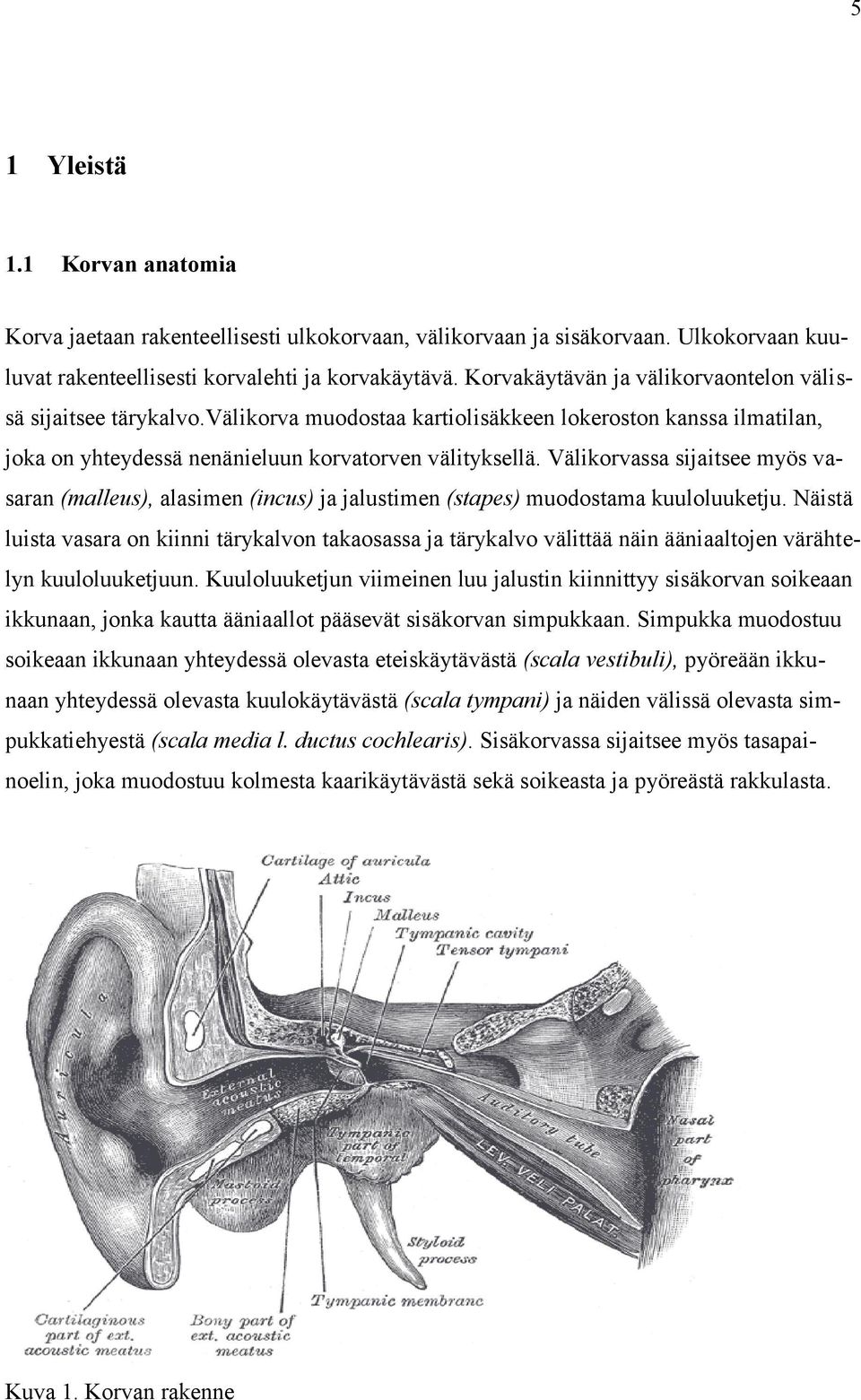 Välikorvassa sijaitsee myös vasaran (malleus), alasimen (incus) ja jalustimen (stapes) muodostama kuuloluuketju.
