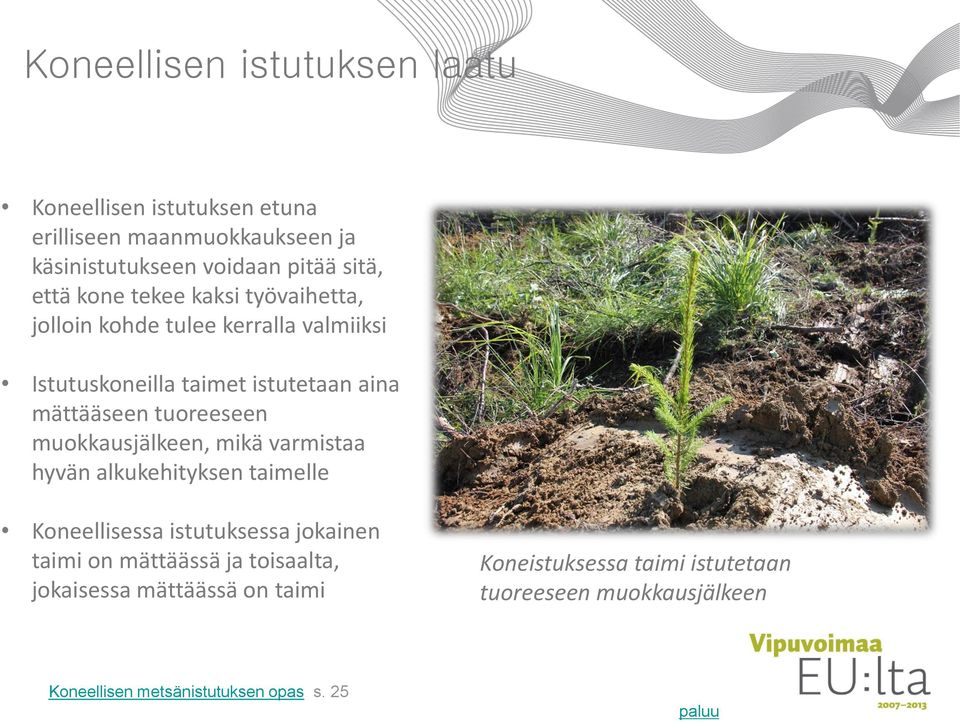 tuoreeseen muokkausjälkeen, mikä varmistaa hyvän alkukehityksen taimelle Koneellisessa istutuksessa jokainen taimi on mättäässä