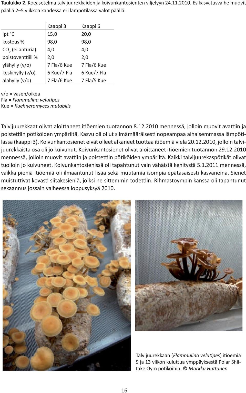 (v/o) 7 Fla/6 Kue 7 Fla/5 Kue v/o = vasen/oikea Fla = Flammulina velutipes Kue = Kuehneromyces mutabilis Talvijuurekkaat olivat aloittaneet itiöemien tuotannon 8.12.