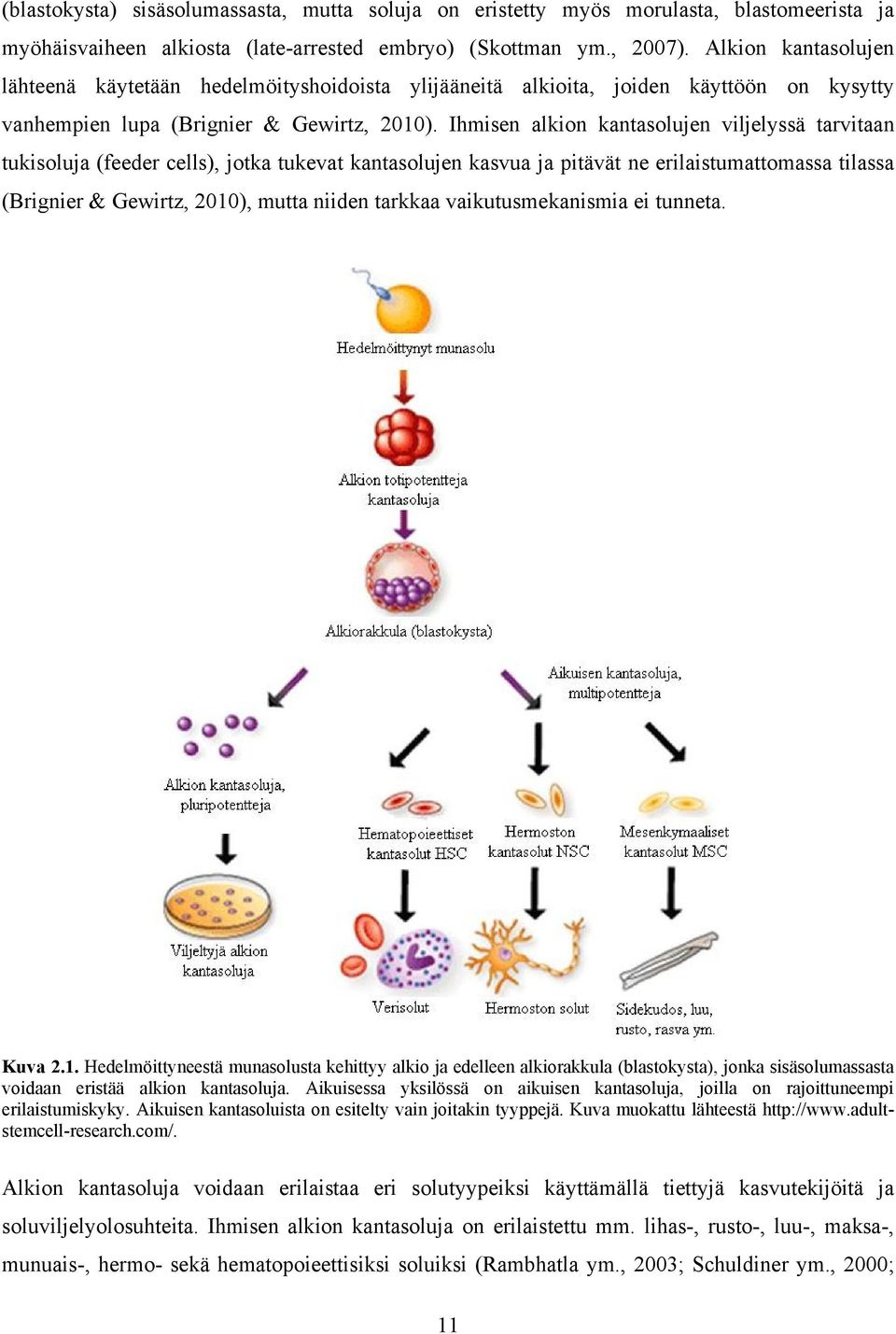 Ihmisen alkion kantasolujen viljelyssä tarvitaan tukisoluja (feeder cells), jotka tukevat kantasolujen kasvua ja pitävät ne erilaistumattomassa tilassa (Brignier & Gewirtz, 2010), mutta niiden