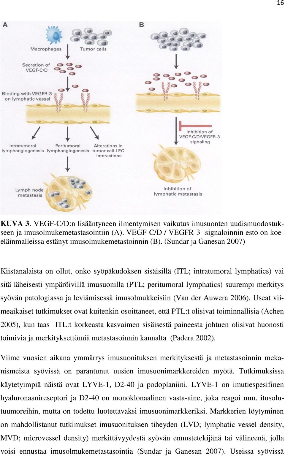 (Sundar ja Ganesan 2007) Kiistanalaista on ollut, onko syöpäkudoksen sisäisillä (ITL; intratumoral lymphatics) vai sitä läheisesti ympäröivillä imusuonilla (PTL; peritumoral lymphatics) suurempi