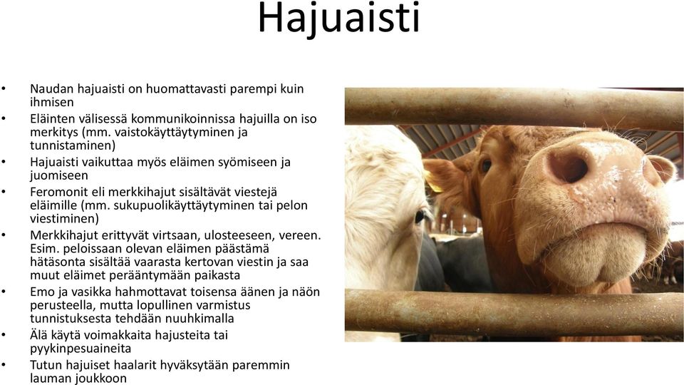 sukupuolikäyttäytyminen tai pelon viestiminen) Merkkihajut erittyvät virtsaan, ulosteeseen, vereen. Esim.