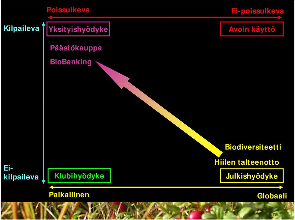 käyttö Eikilpaileva Klubihyödyke Paikallinen