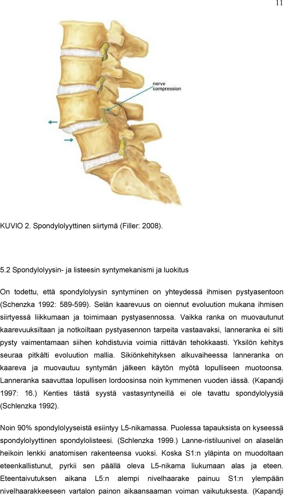 Selän kaarevuus on oiennut evoluution mukana ihmisen siirtyessä liikkumaan ja toimimaan pystyasennossa.
