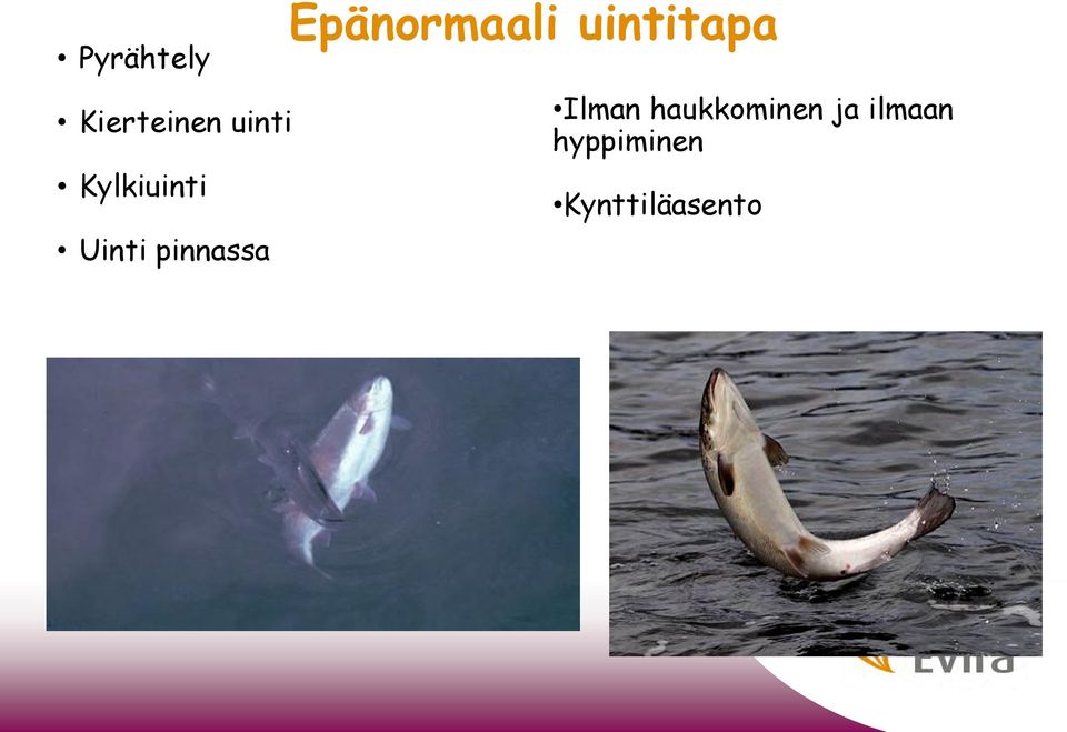 Epänormaali uintitapa Ilman